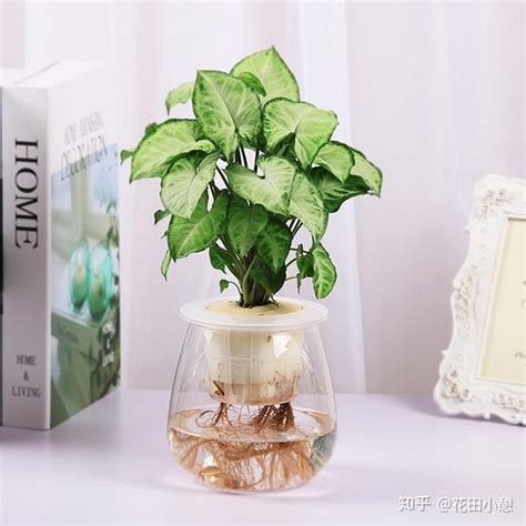 家庭水培植物|【7大高颜值水培植物推荐】